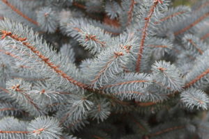 Verschieden Arten Blaufichte