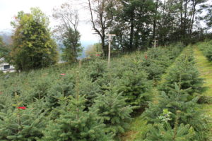 Christbaumzucht Oberfluh