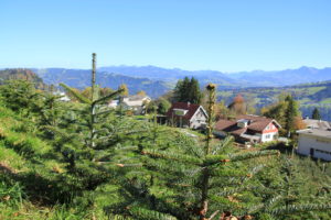Ländle Baum