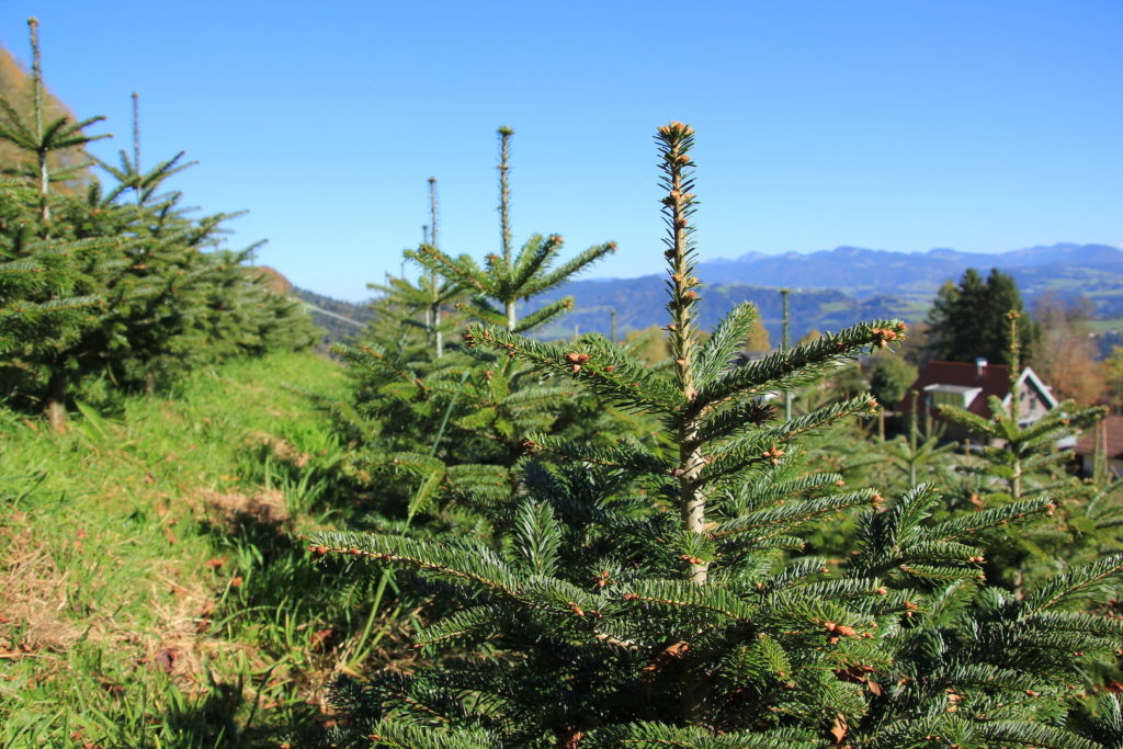 Tannenbaum Bregenz-Fluh