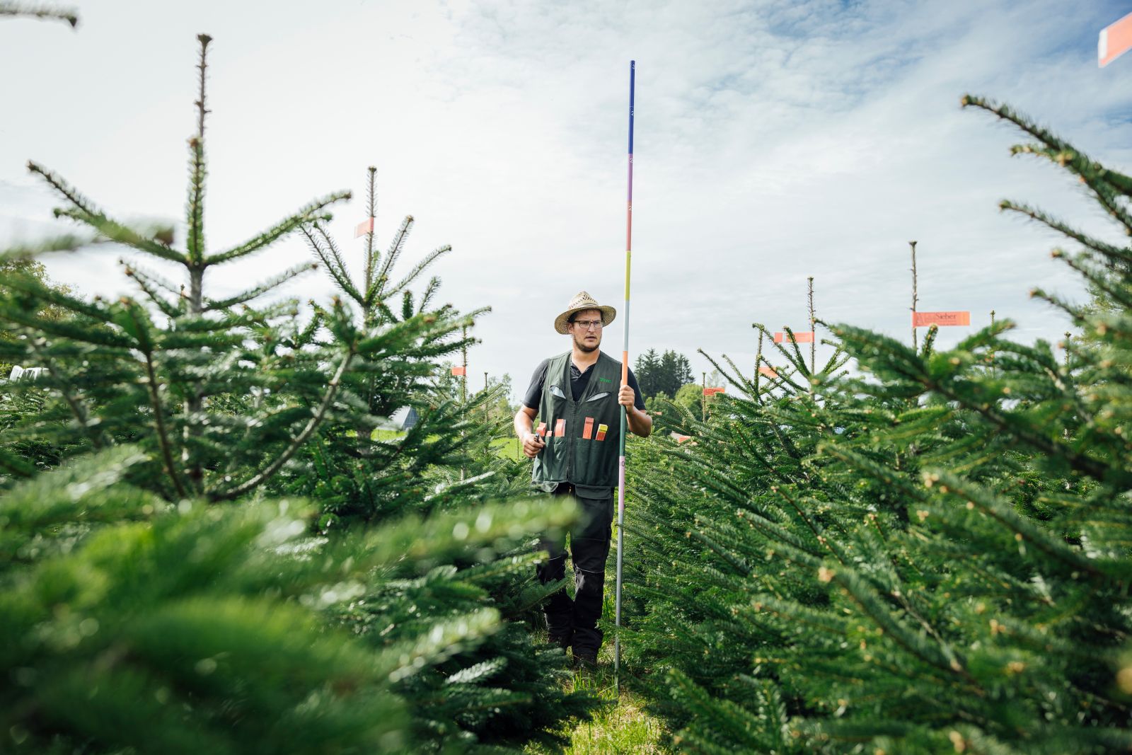 Sieber-Christbaum